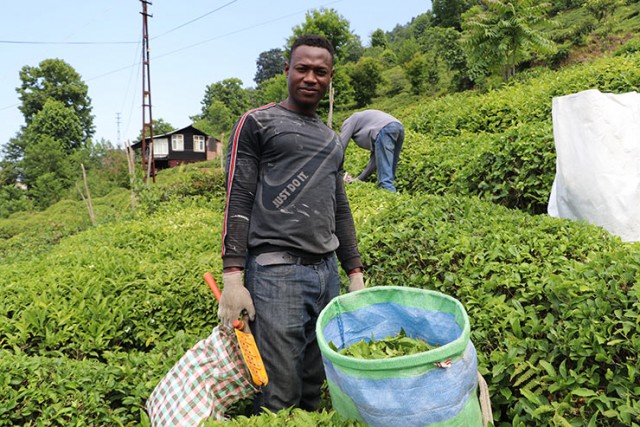 Senegalliler, Afganlar ve Özbek İşçiler Çay Başında