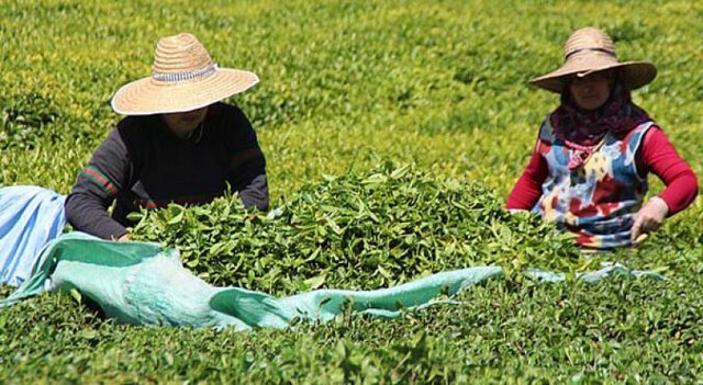 "Çay Üreticisinin Talebi , Yaş Çay Kilogram Fiyatının En Az 8 TL Olmalı"